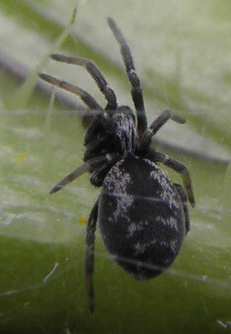 Dictyna sp.